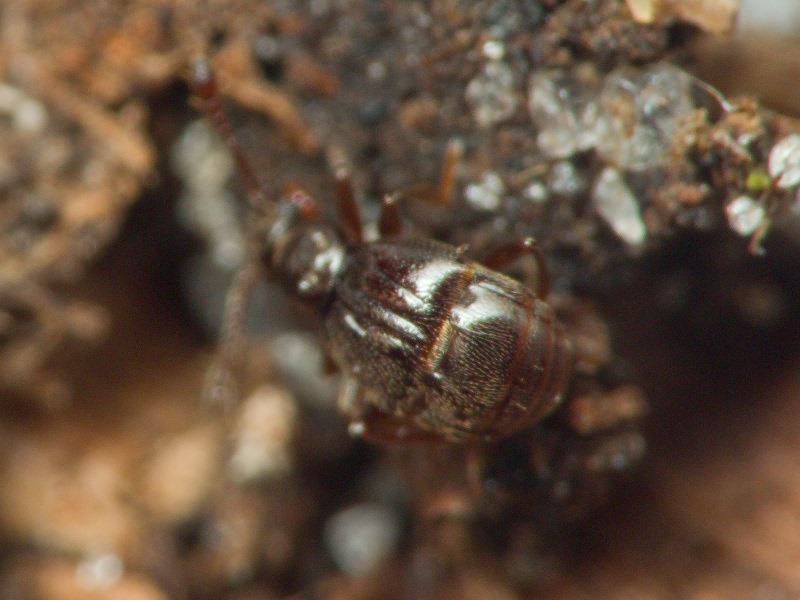 Brachygluta fossulata (Reichenbach, 1816)